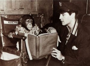 elvis-presley-scatter